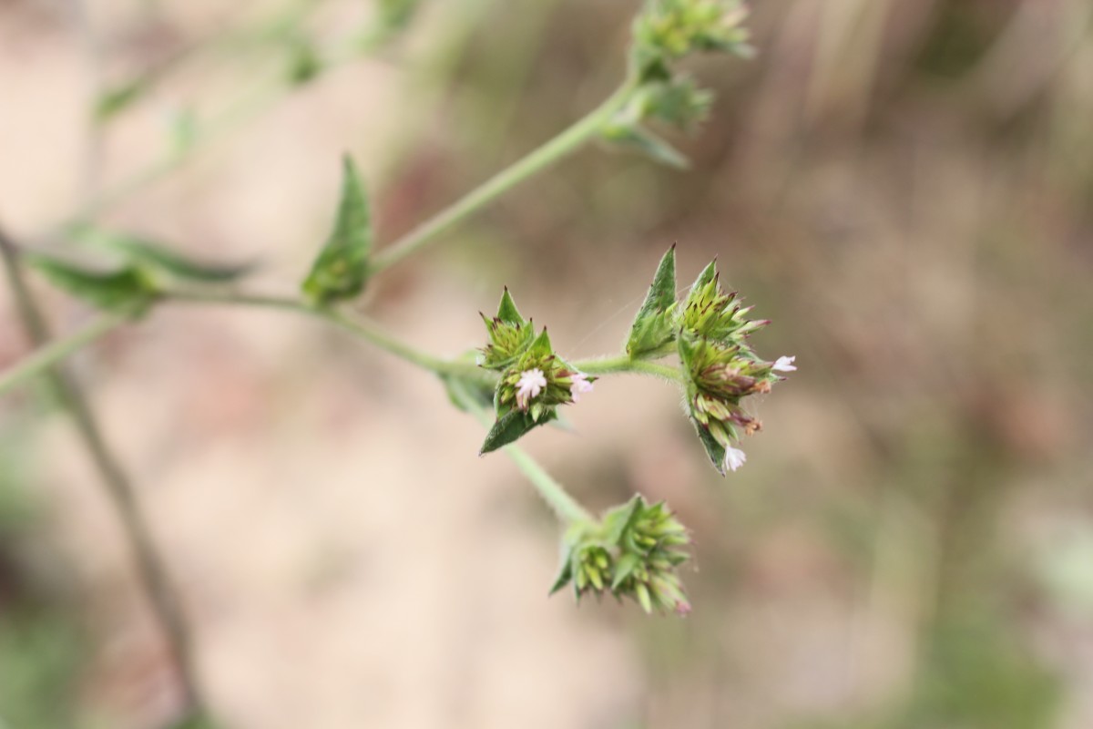 Elephantopus mollis Kunth